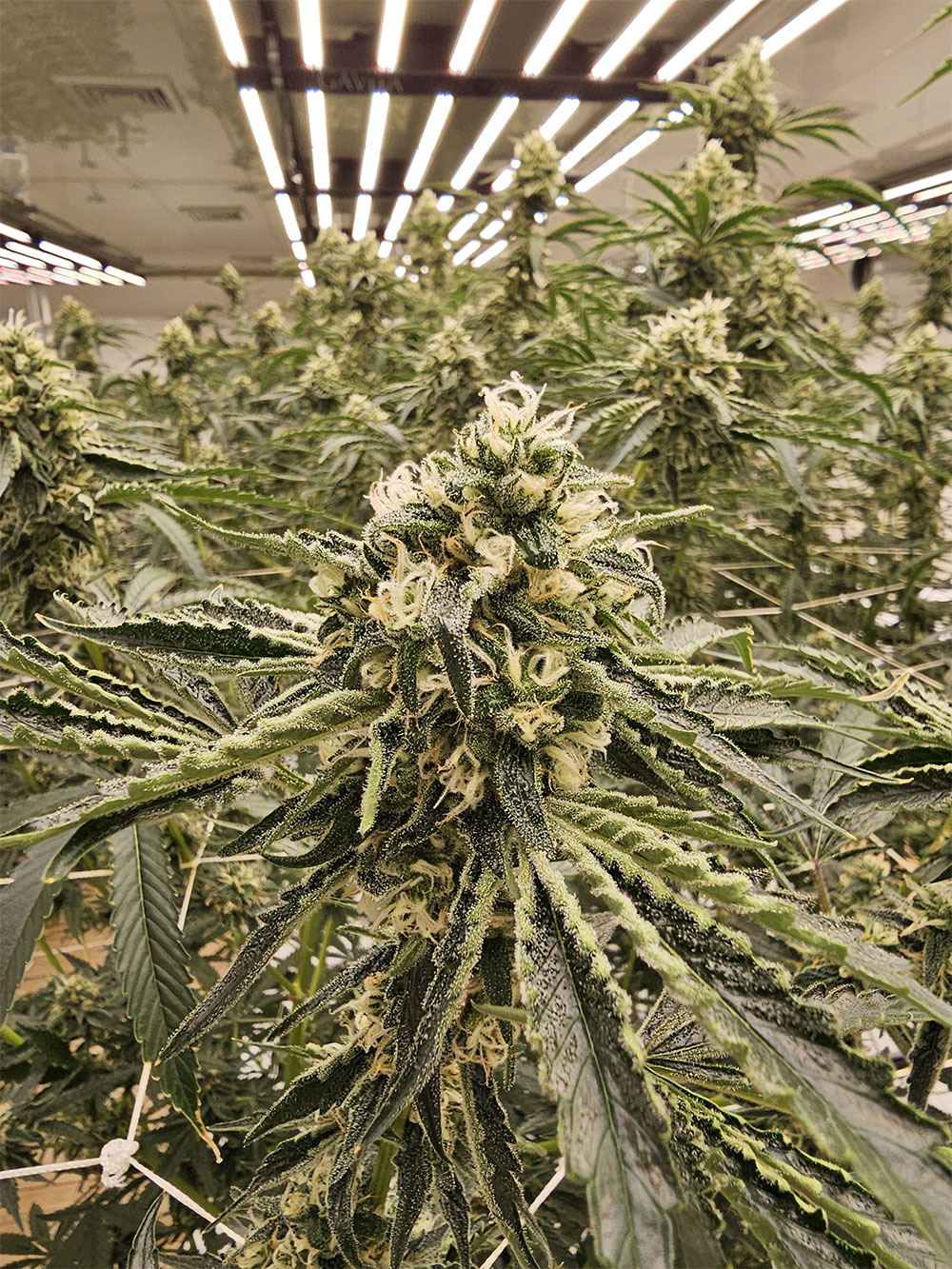 O.G. Hydrofarms indoor flower