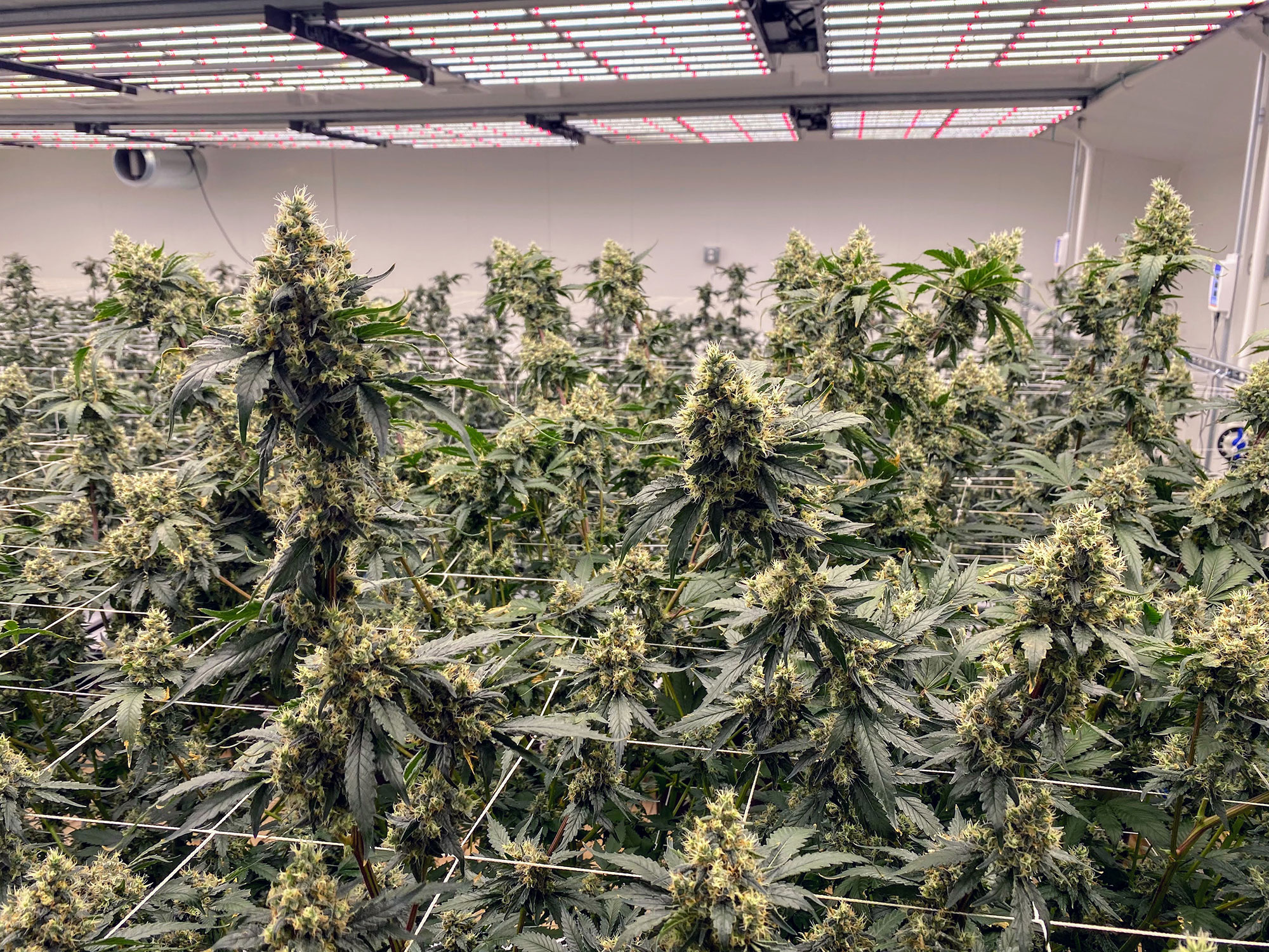 Indoor Cannabis Hydrofarm
